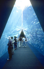 潮目のトンネル　Tunnel of junction line between ocean currents　01